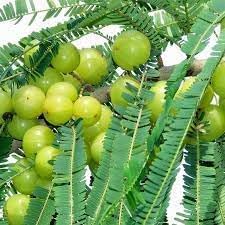 Amla Fruit Seeds for Planting Heirloom Non-GMO High Germination Organic Garden Seeds Ayurvedic Superfruit