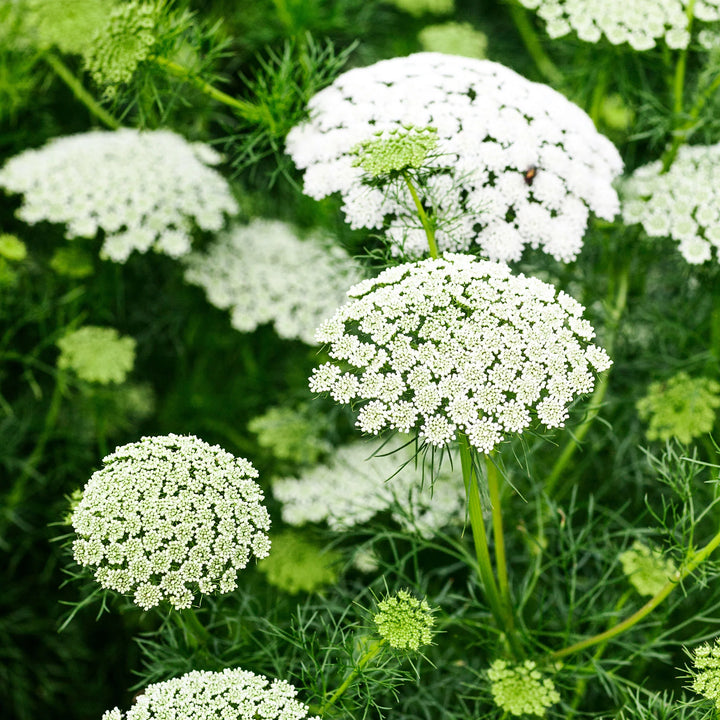 Ammi Majus Blomsterfrø til udplantning - 100 stk