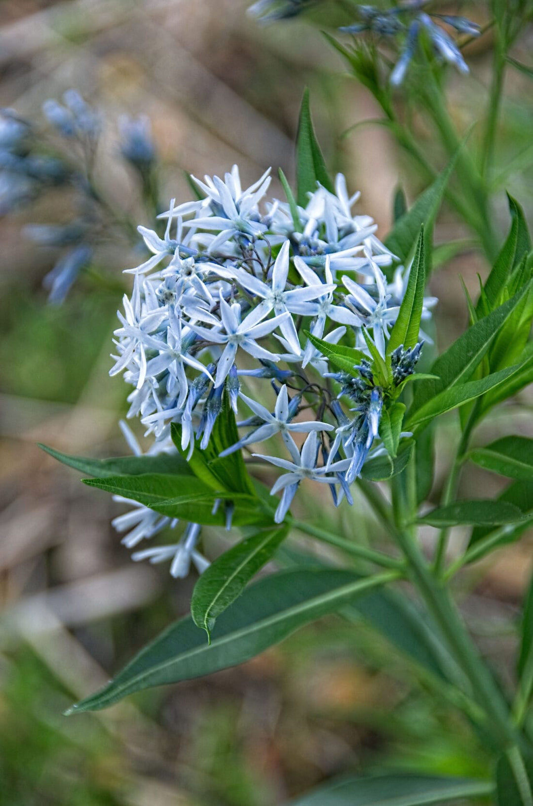 blue shining flower seeds