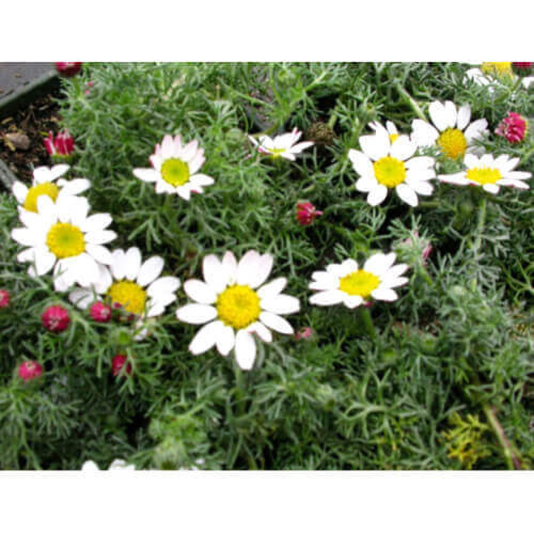 Anacyclus Pyrethrum blomsterfrø til plantning - 100 stk