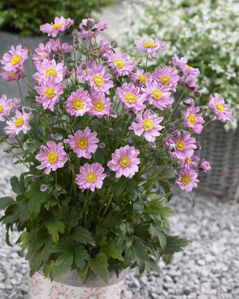 heirloom non flower seeds