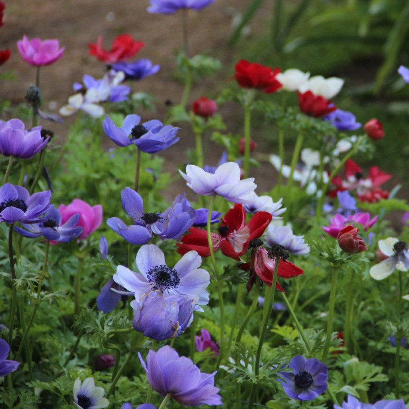 Anemone blomsterfrø til forårsplantning - 100 stk