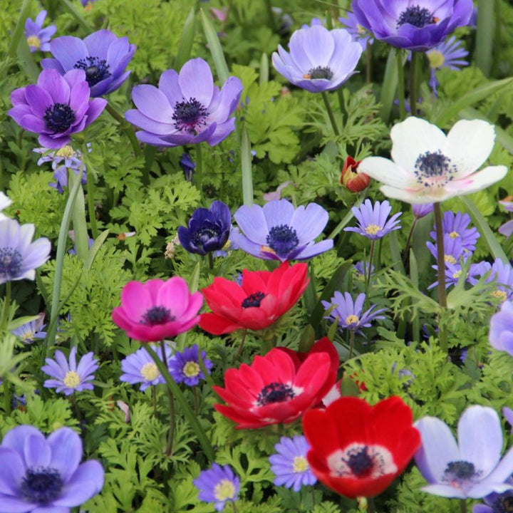 Anemone blomsterfrø til forårsplantning - 100 stk