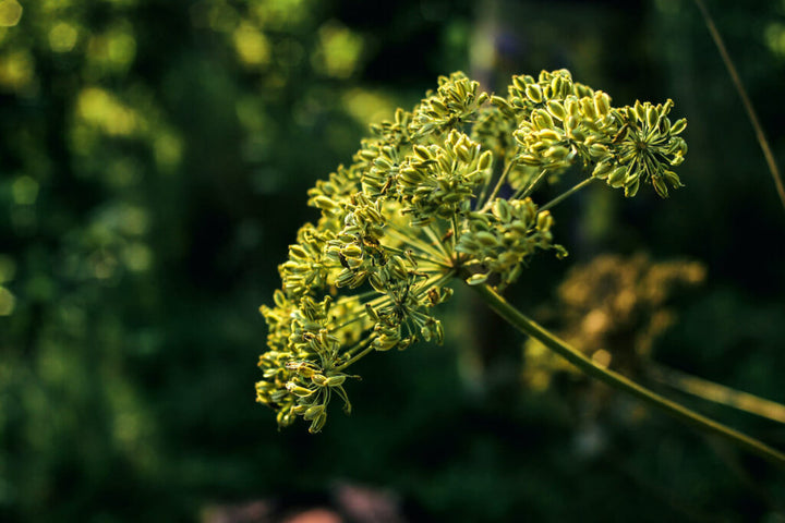 Anise Herb Seeds for Planting – Heirloom, Non-GMO (Pimpinella anisum) Seeds for Culinary & Medicinal Gardens
