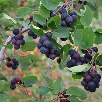 Annon Seeds for Tropical Fruit Tree Enthusiasts