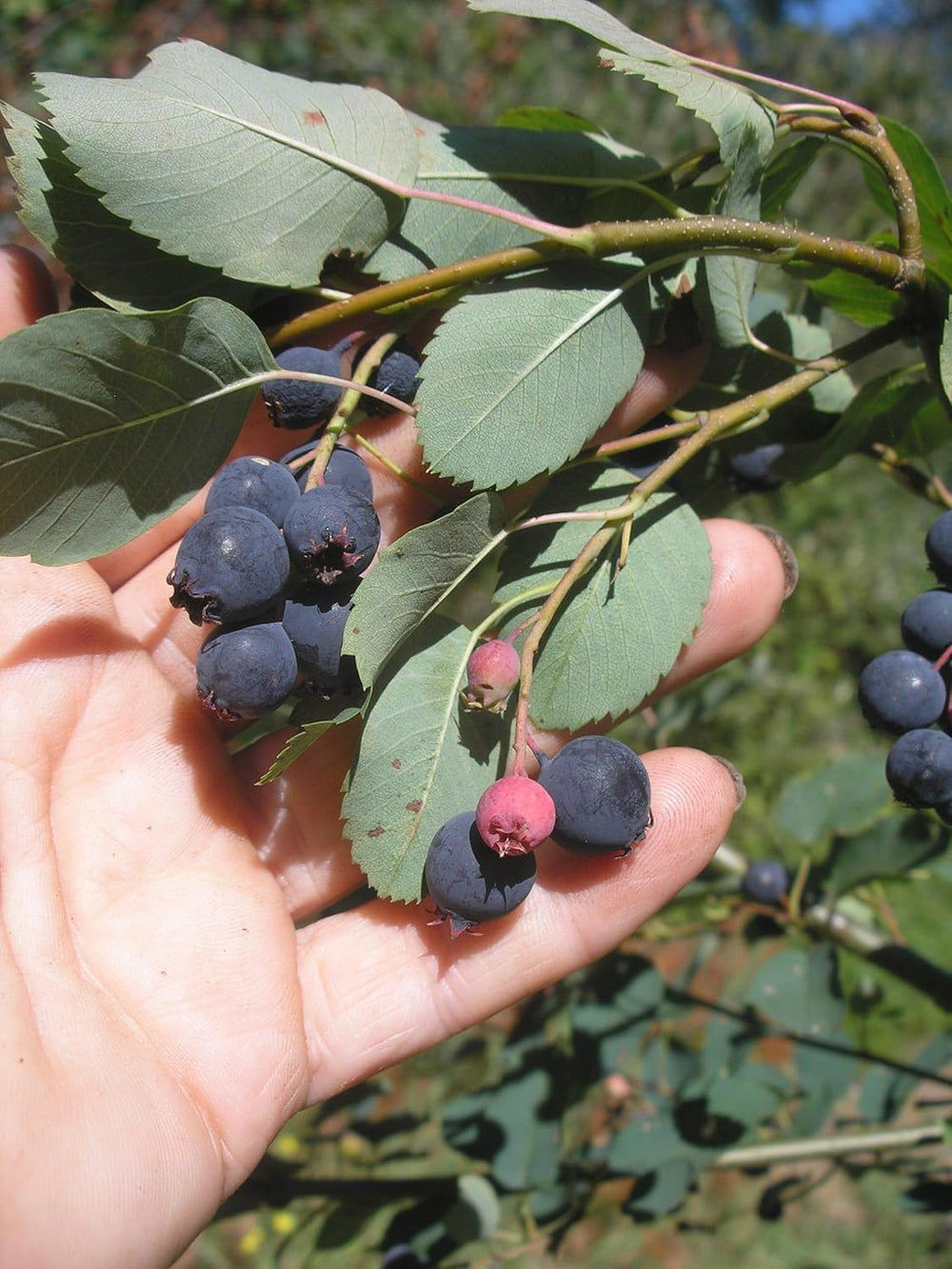 Annon Seeds for Tropical Fruit Tree Enthusiasts