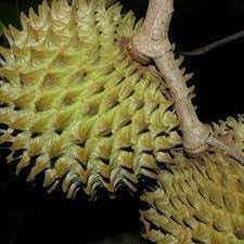 Annona Purpurea Fruit Seed Pack for Planting | Heirloom Non-GMO Organic Garden Seeds for Exotic Fruits