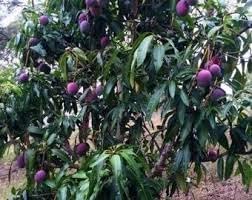 Annona Reticulata Fruit Seeds for Planting