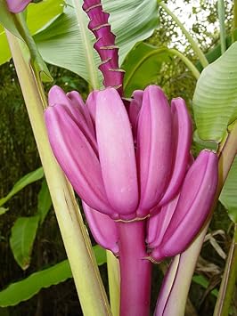 Annona Squamosa Seeds for Sweet and Nutrient-Rich Fruit Trees