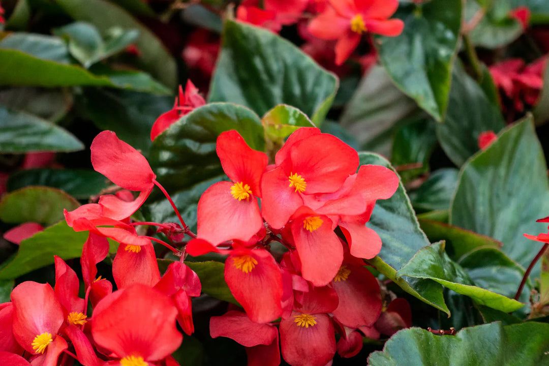 red heirloom flower seeds