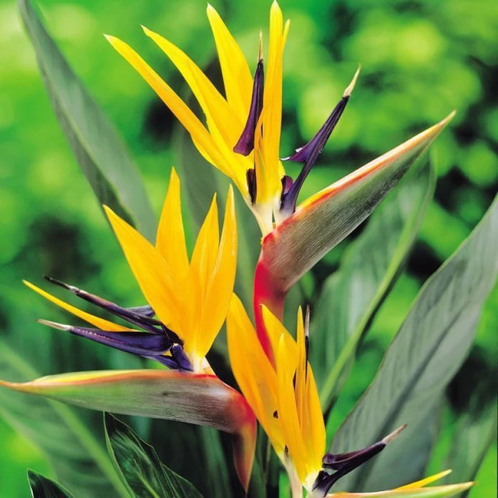 Yellow Blue Strelitzia Reginae Seeds for Planting - 100 pcs