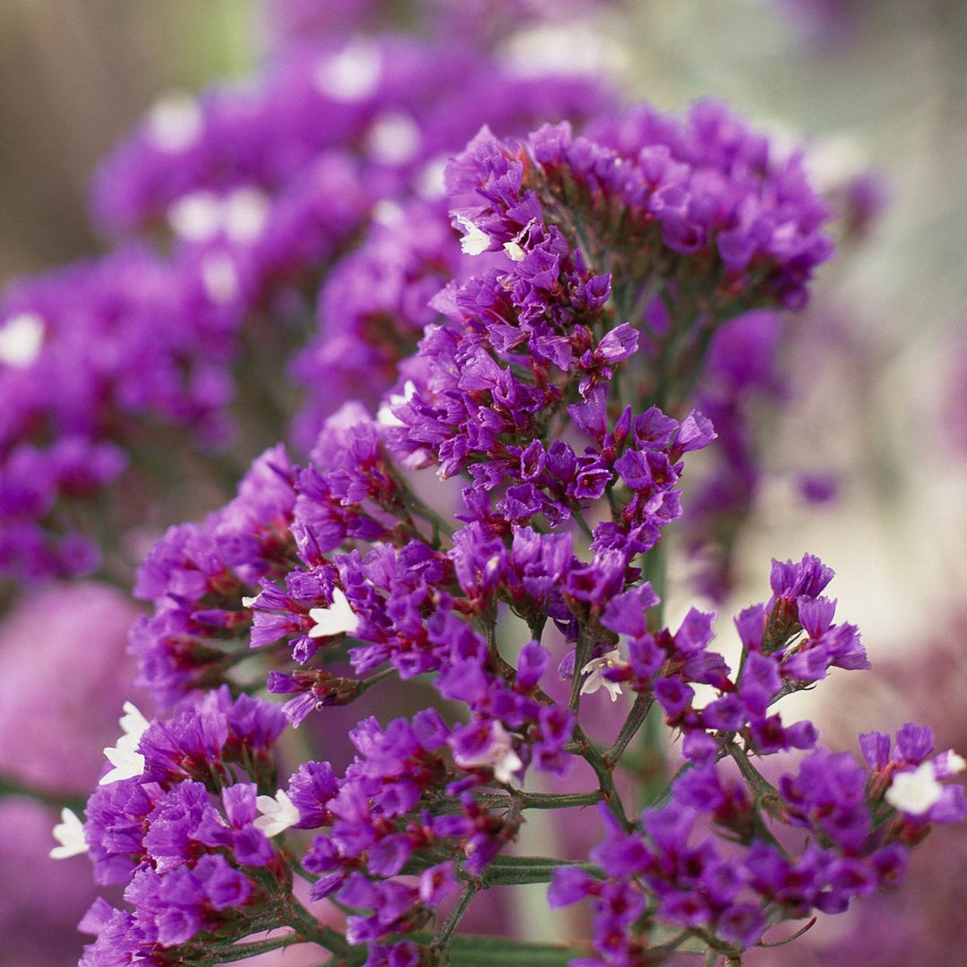 purple purple flower seeds