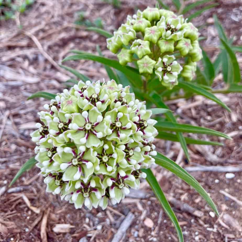 Asclepias Asperula Antilopehorn Blomsterfrø til udplantning 100 stk