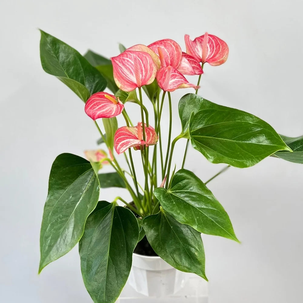 Anthurium plantefrø til plantning - 100 stk