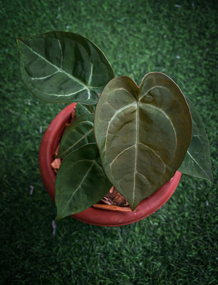 Anthurium ‘Ace of Spades’ Plant Seeds - Heirloom and Non-GMO Garden seeds  for planting