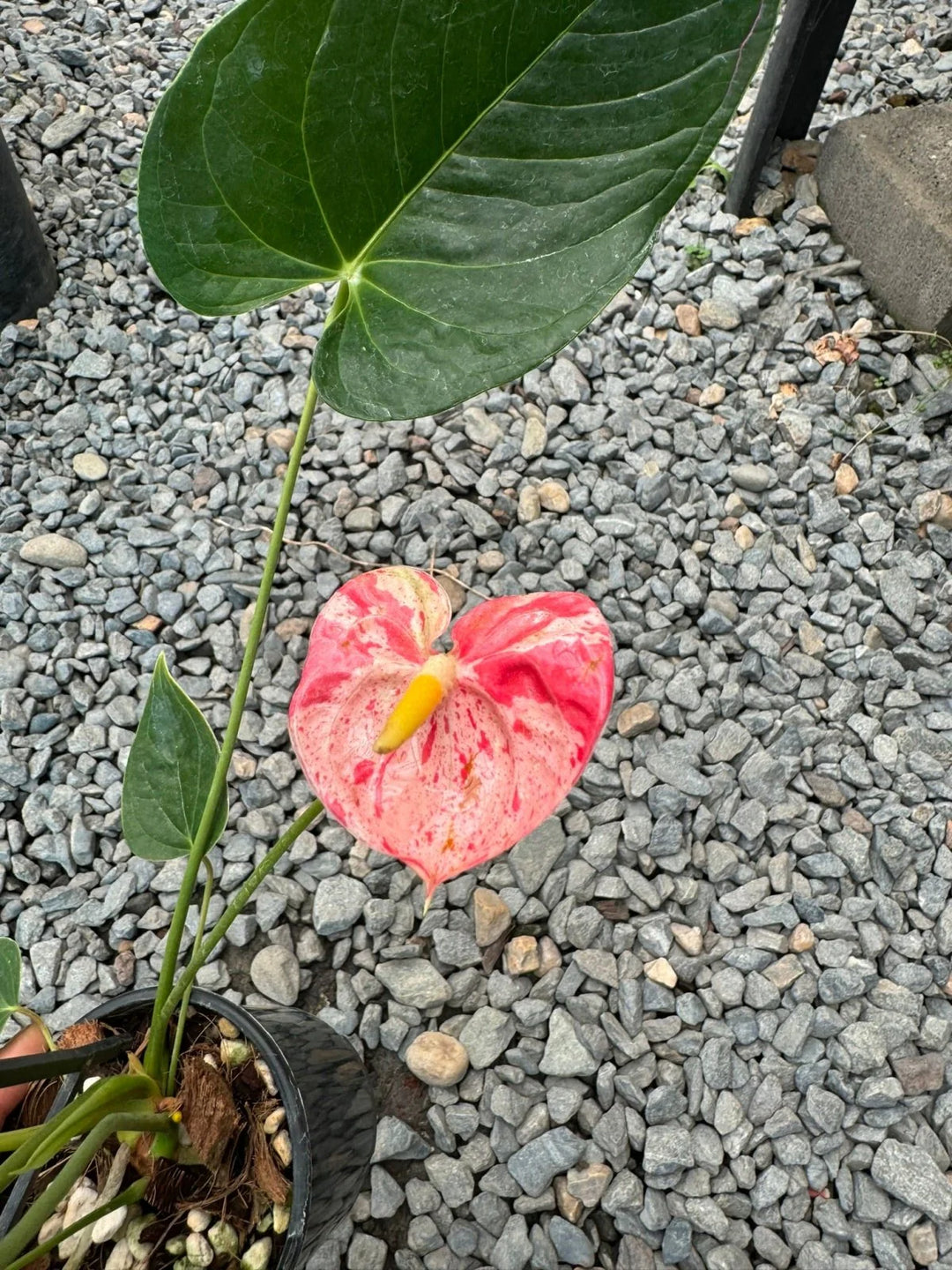 Anthurium White Red Flower Seeds for Planting 100 pcs