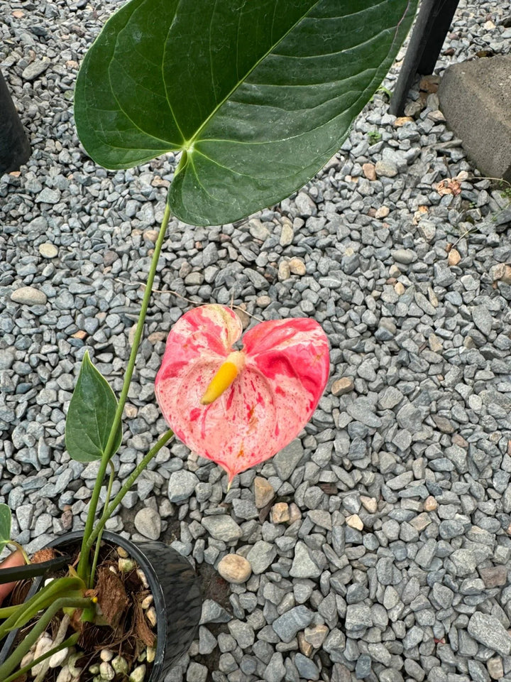 Anthurium White Red Flower Seeds for Planting 100 pcs