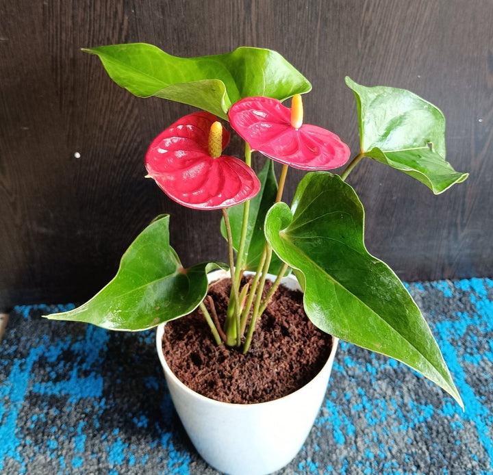 Anthurium Blomsterfrø til Haveplantning - 100 stk