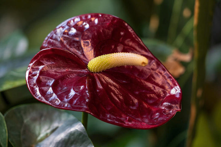 Anthurium Andraeanu rødbrune blomsterfrø til plantning 100 stk