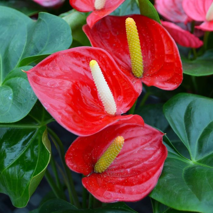 Anthurium røde blomsterfrø til plantning - 100 stk