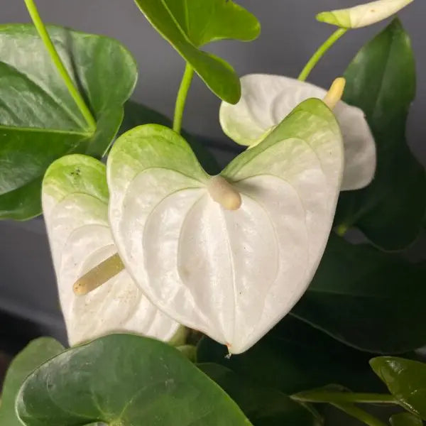 White Green Anthurium Flower Seeds for Planting – Heirloom, Non-GMO, Exotic High Germination Garden Seeds