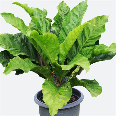 Anthurium Hookeri Plant Seeds - Heirloom and Non-GMO garden seeds  for Planting