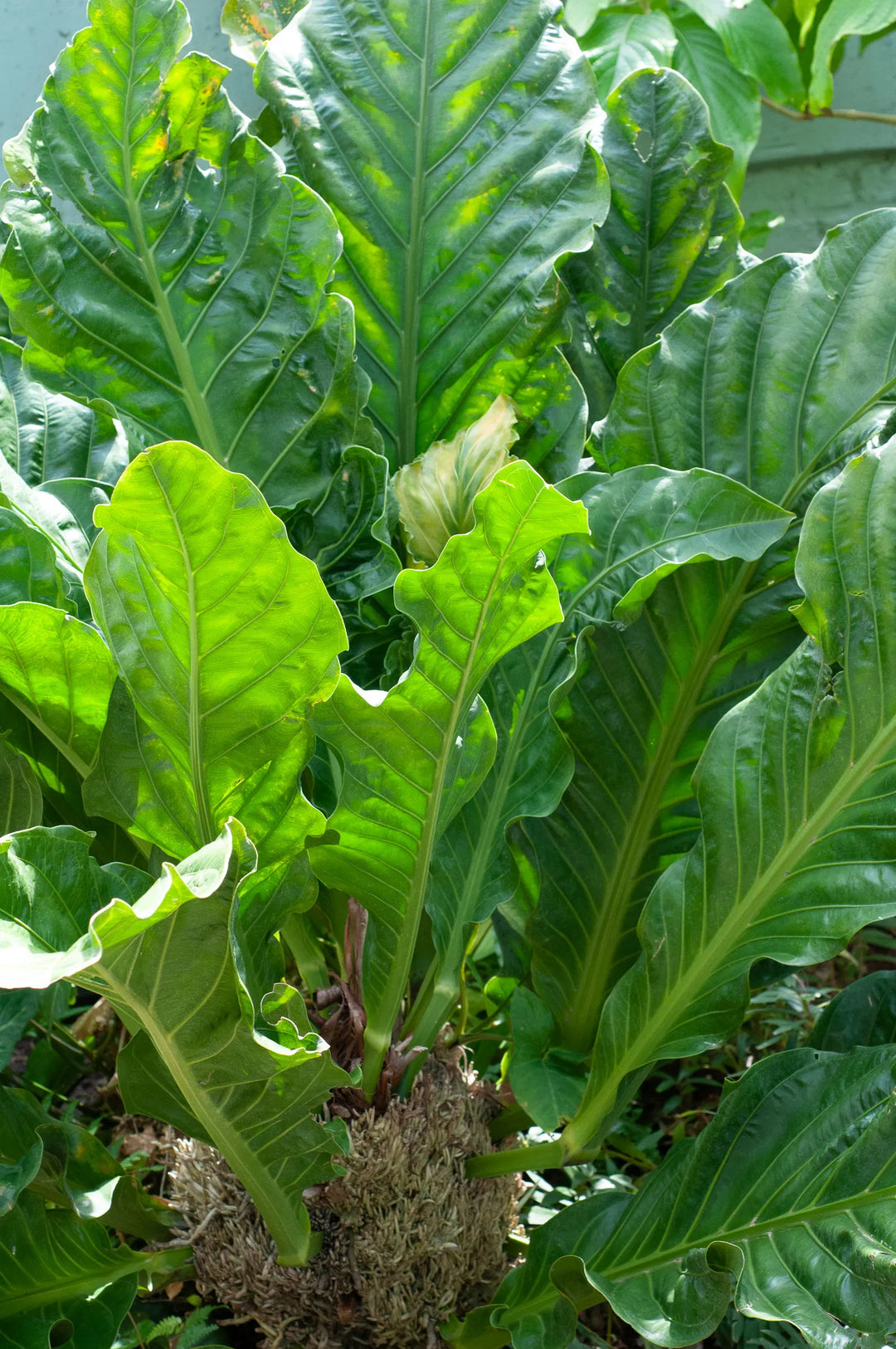 Anthurium Hookeri Plant Seeds - Heirloom and Non-GMO garden seeds  for Planting
