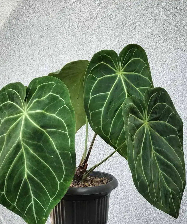 Anthurium Magnificum Plant Seeds for Planting – Heirloom Non-GMO, High Germination Organic Garden Seeds
