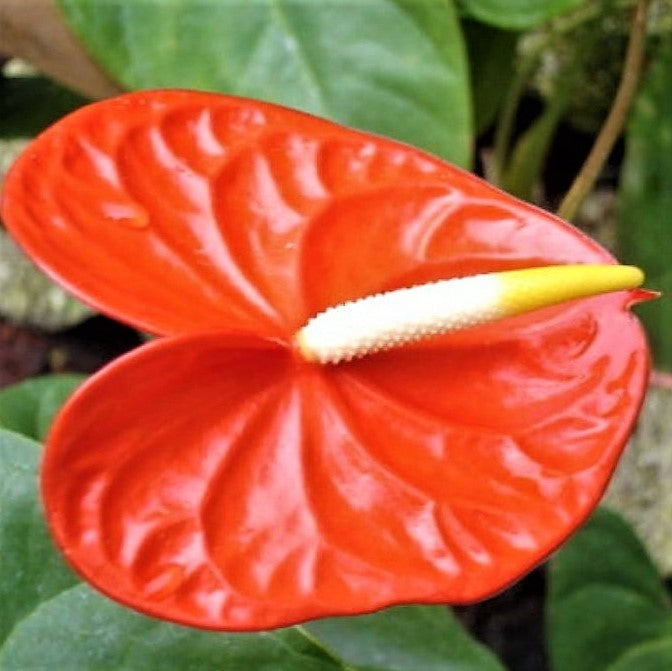 Anthurium Flower Seeds for Planting Light Red 100 pcs