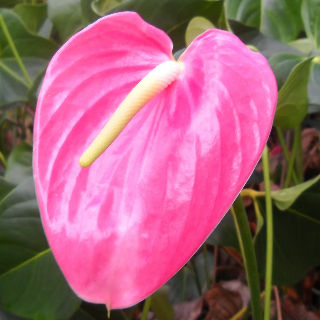 pink blue flower seeds