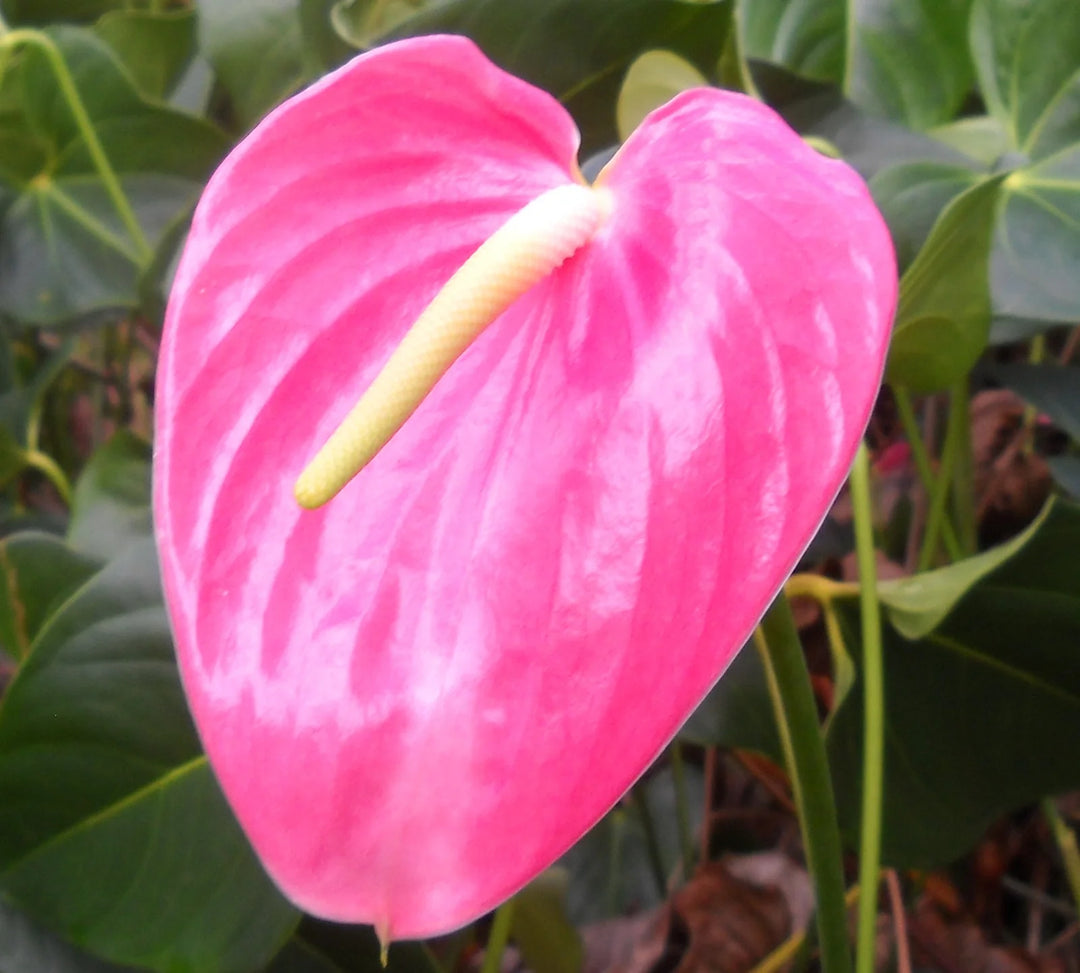 Anthurium lyserøde blomsterfrø til plantning 100 stk