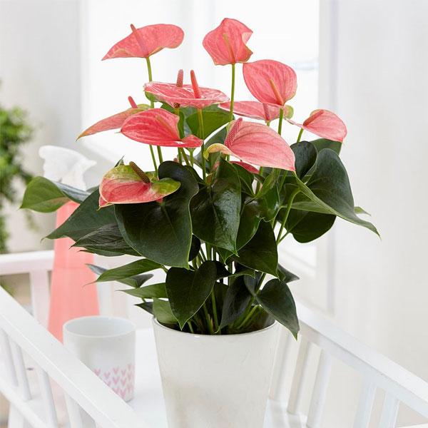 Anthurium Pale Pink Flower Seeds for Planting 100 pcs