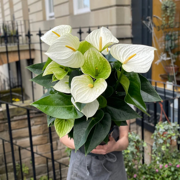 Anthurium Andraeanu Hvide Blomsterfrø til Plantning 100 stk