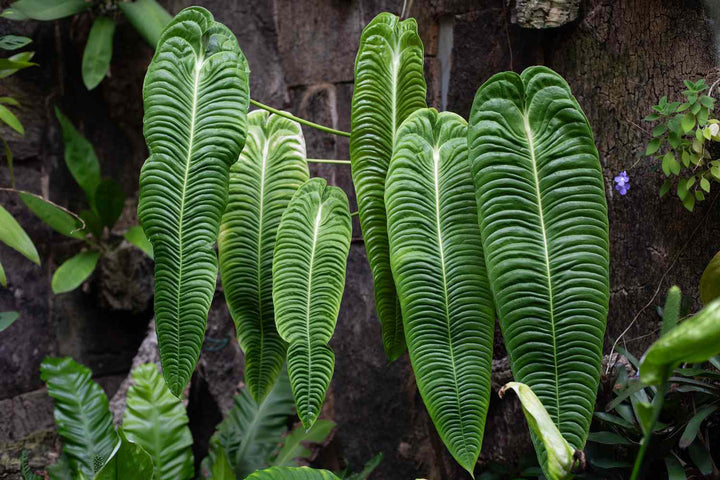 Anthurium veitchii (King Anthurium) Plant Seeds - Heirloom and Non-GMO garden seeds for planting