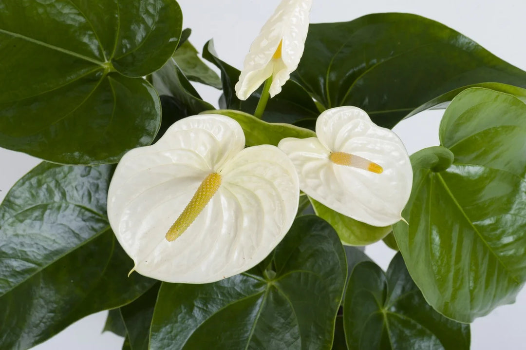 Hvide Anthurium blomsterfrø til plantning - 100 stk