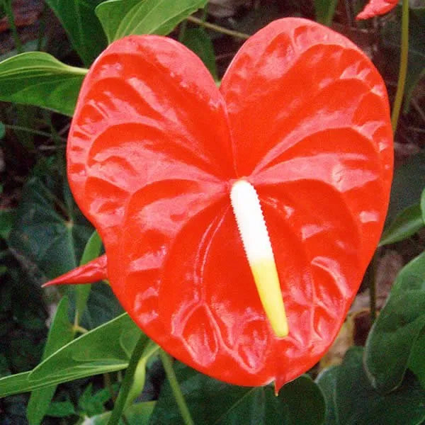 Anthurium Flower Seeds for Planting Light Red 100 pcs