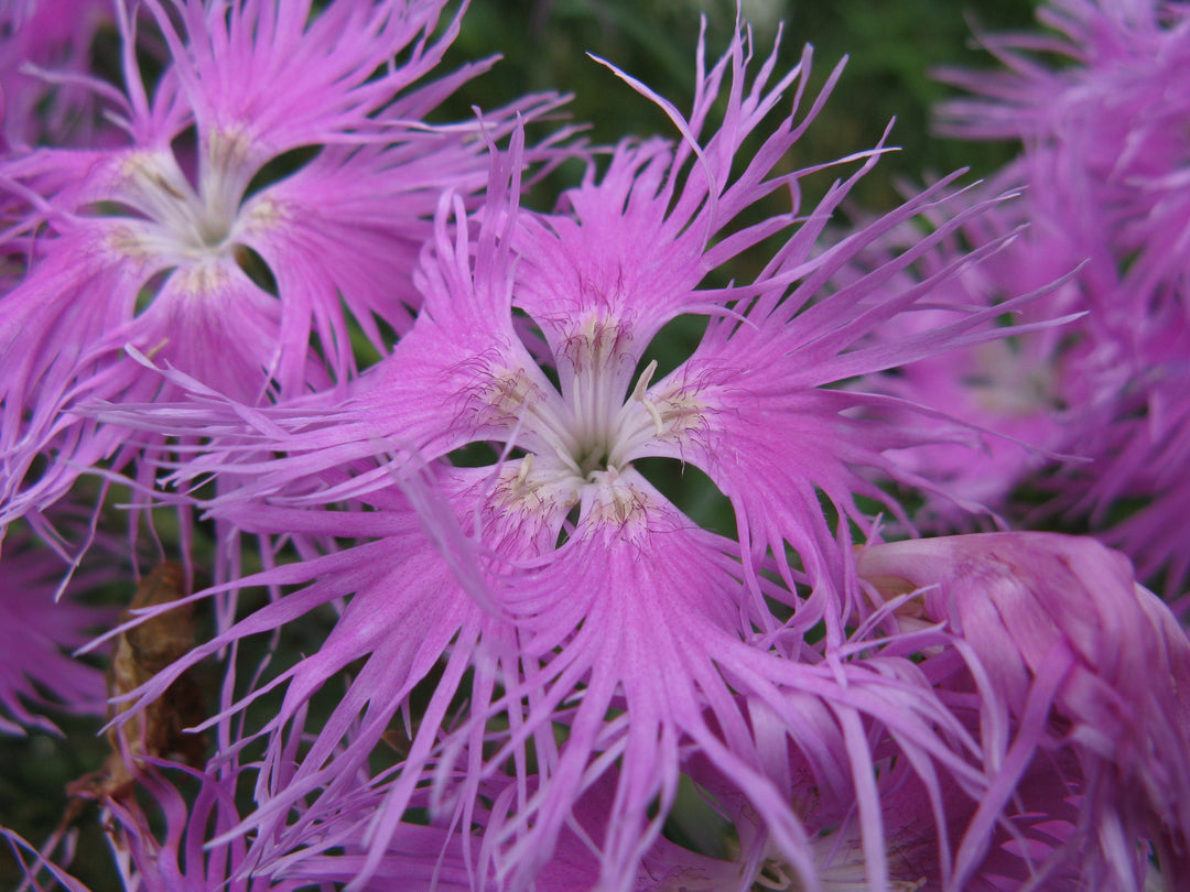 Pink Dianthus Superbus Blomsterfrø til udplantning, 100 stk