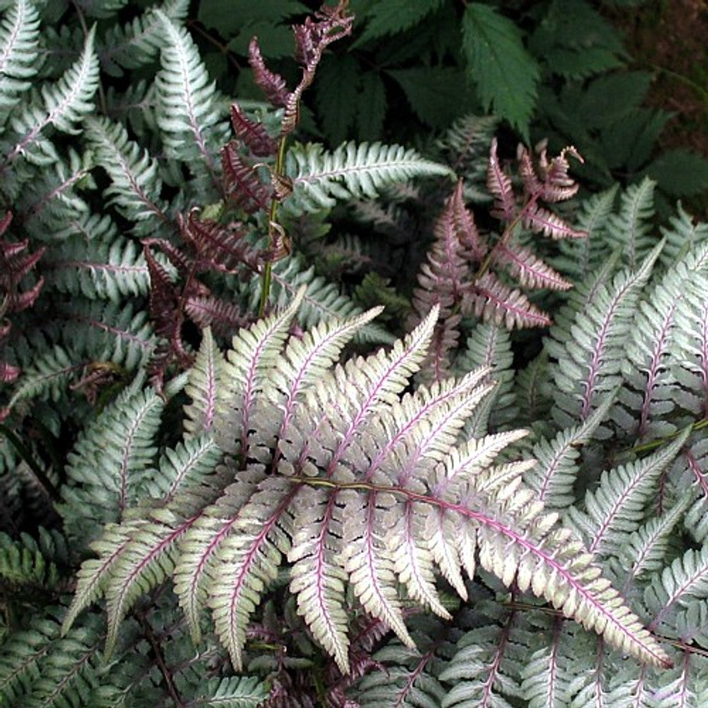 Fern Grey Plant Seeds for Planting 100 pcs