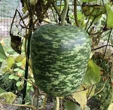 Apple Gourd Fruit Seeds for Planting