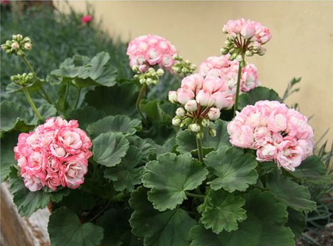 Geranium Æbleblomst Pink Hvide Blomsterfrø til udplantning 100 stk