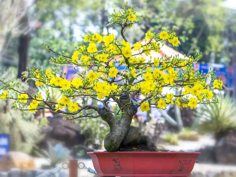 yellow bonsai tree Yellow Simsii Bonsai Heirloom Non-GMO Seeds – Neeraseeds