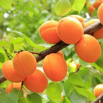 Apricot Fruit Seeds for Planting