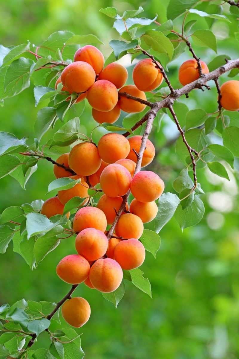 Apricot Fruit Seeds for Planting