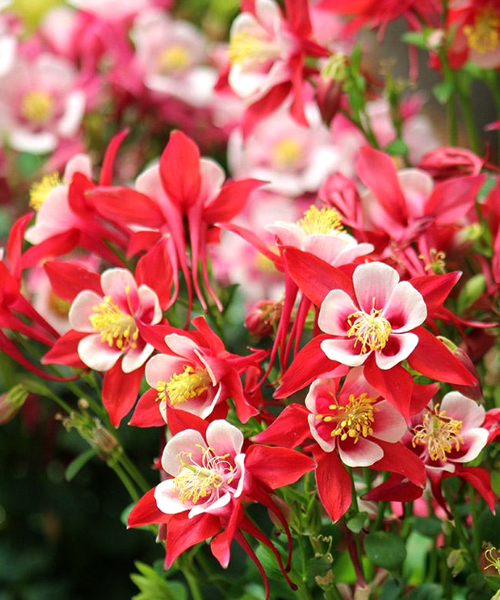 Aquilegia Flower Seeds for Planting White Red 100 pcs