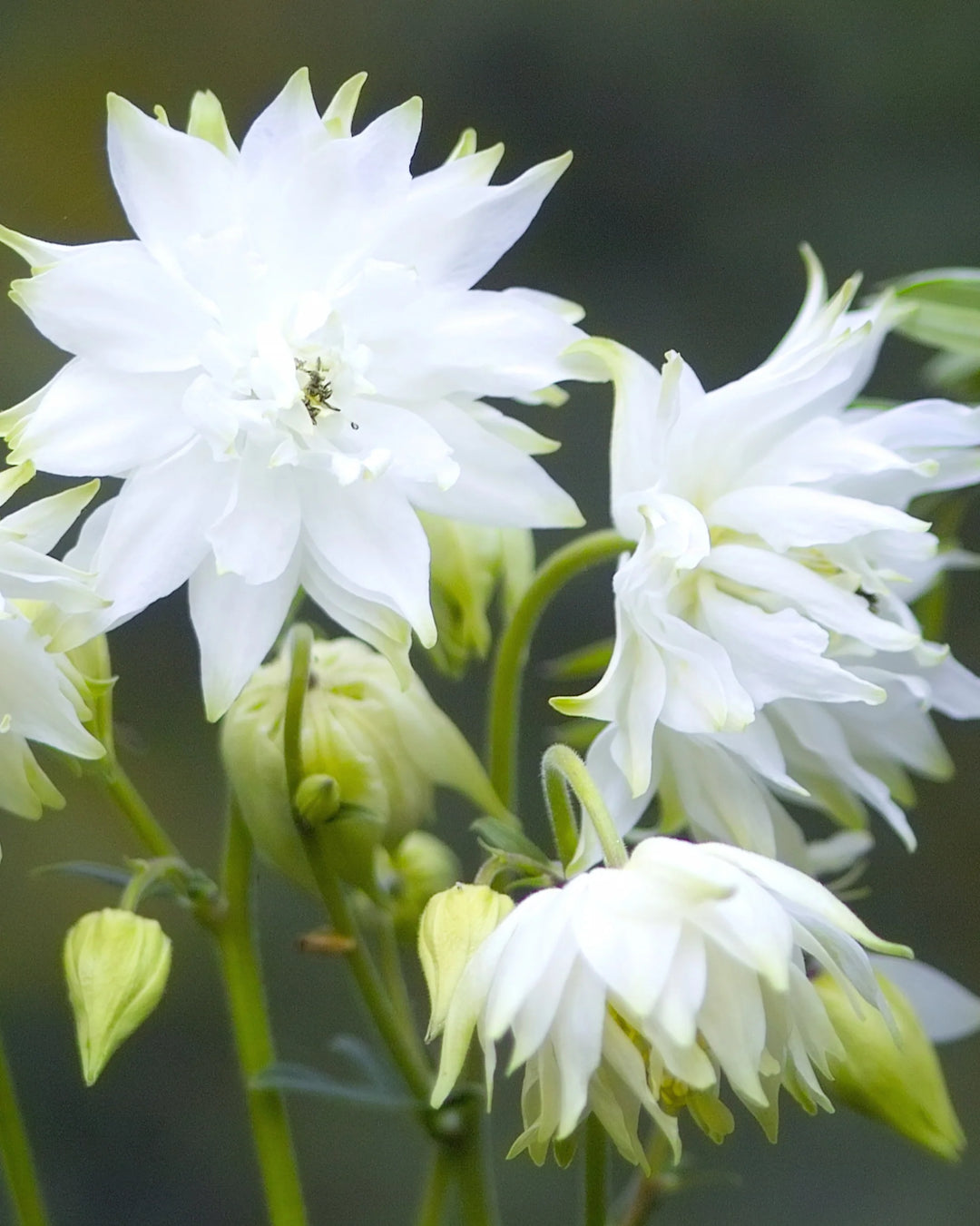 columbine flower seed germination Heirloom Barlow Columbine Flower Seeds for Planting – Non-GMO, Organic Garden Seeds with High Germination