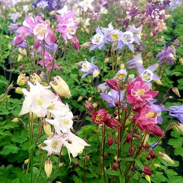 Columbine Biedermeier Flower Seeds for Planting – 100 pcs | Heirloom Non-GMO Organic Garden Blooms