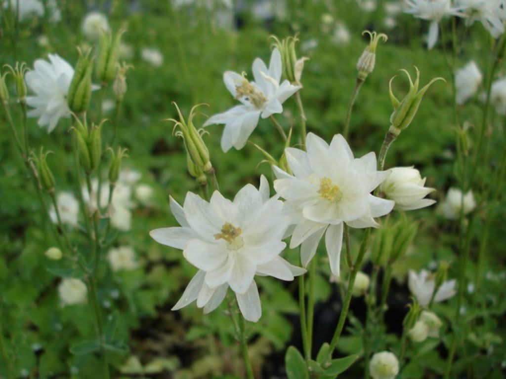 heirloom non flower seeds
