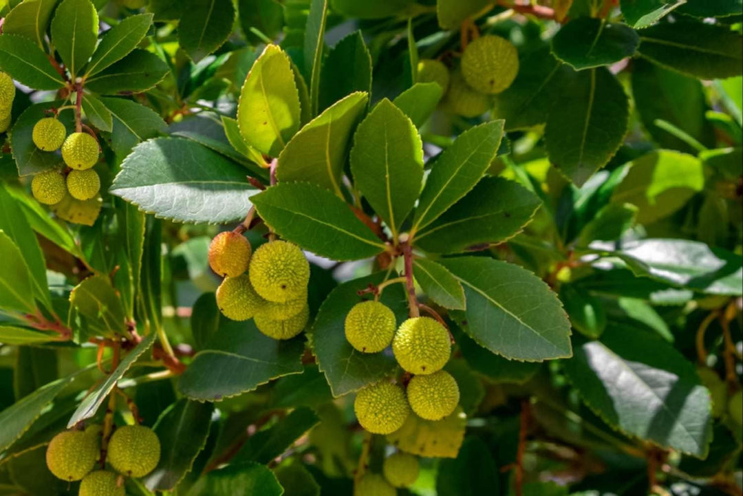 Arbutus unedo Strawberry Fruit Seeds