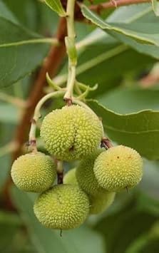 Arbutus unedo Strawberry Fruit Seeds
