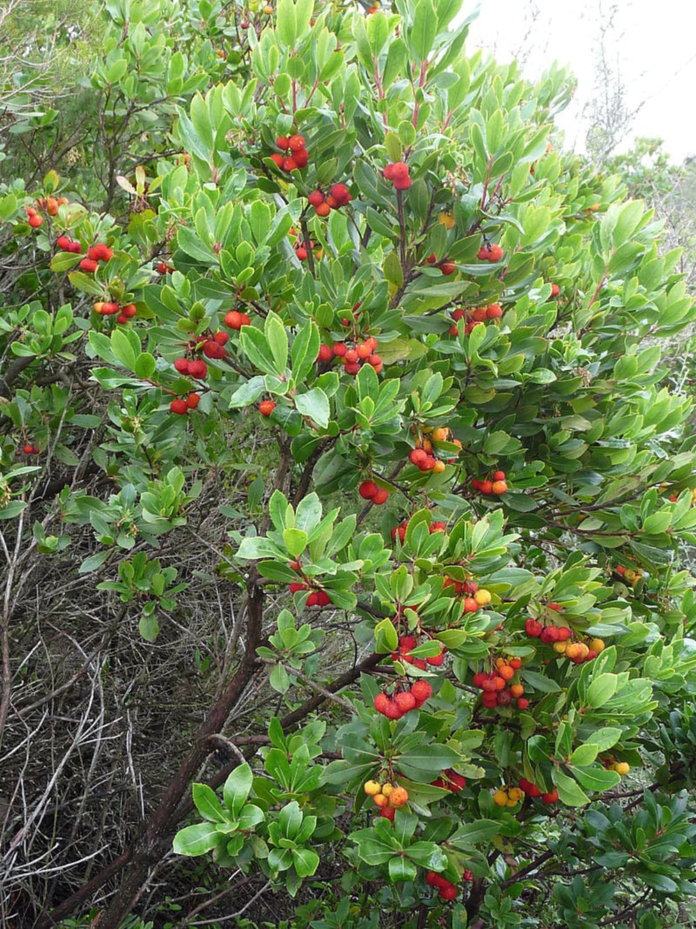 Arbutus Unedo Strawberry Tree Seeds for Planting